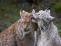 c_1232406195639_lynx_lick.jpg